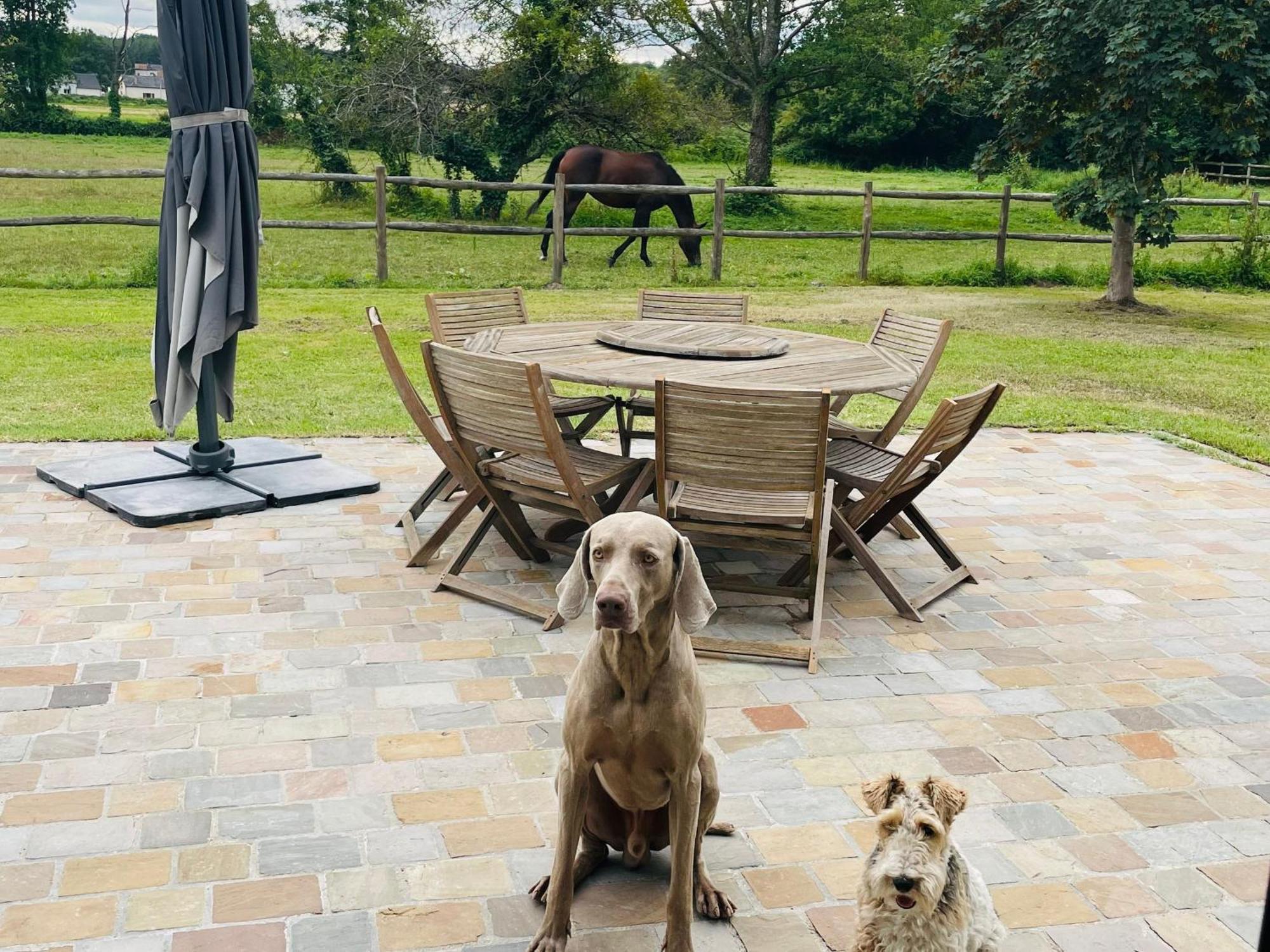 Gite Spacieux Et Lumineux Dans Belle Dependance Avec Terrasse Privative, Parc Et Chiens Acceptes - Fr-1-410-412 Villa La Flèche Exterior foto